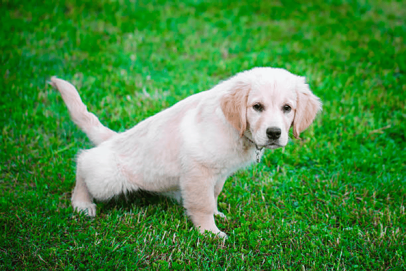 potty training your golden retriever puppy