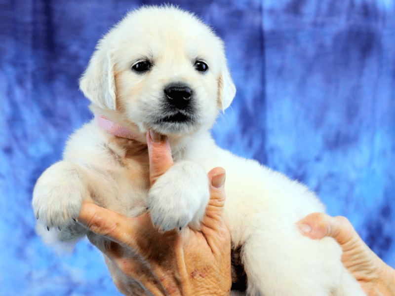 How To Choose A Golden Retriever Puppy From The Litter