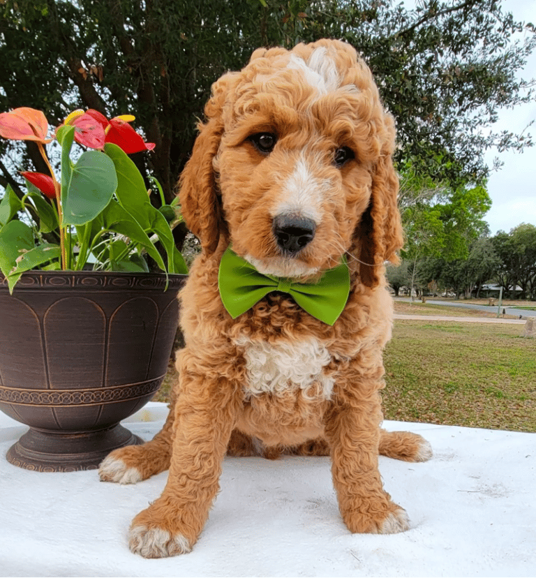 Top 14 Best Goldendoodle Breeders in Florida (FL)