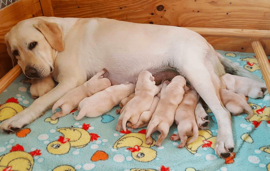 AlderCreek Labradors 