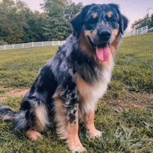 The Australian Shepherd Golden Retriever Mix: New on the Scene