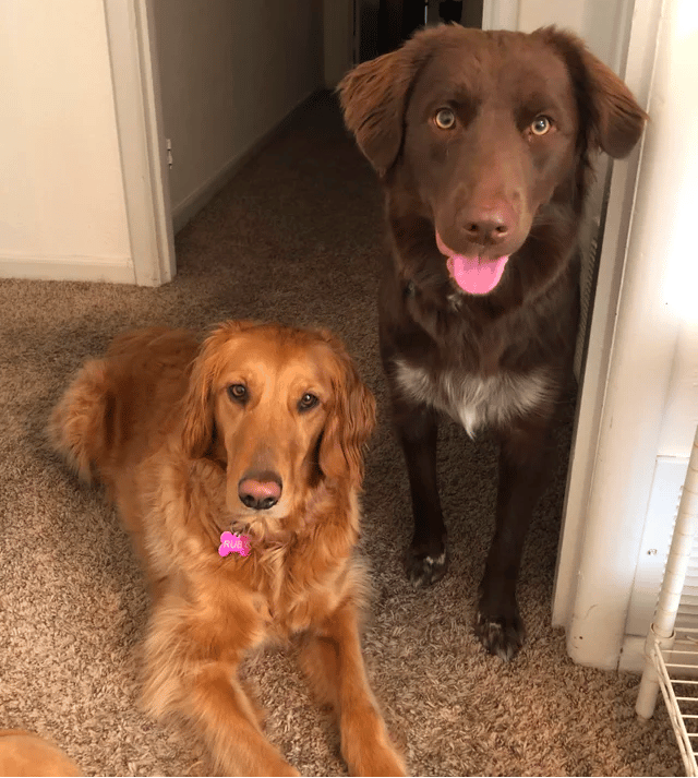 Australian Shepherd golden retriever mix