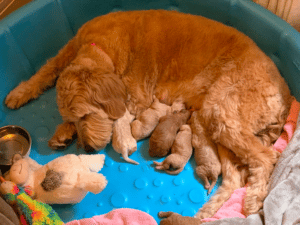 Berkshire Goldendoodles Massachusetts