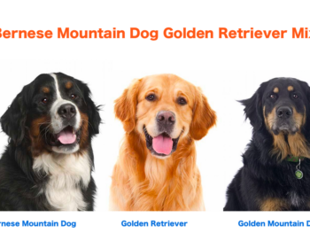 Bernese Mountain Dog and Golden Retriever Mix