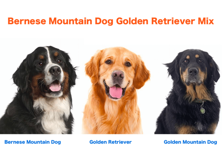 Bernese Mountain Dog and Golden Retriever Mix