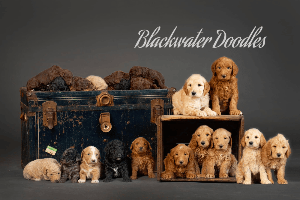Goldendoodle Puppies for sale in Texas