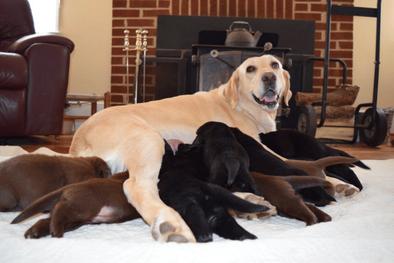 Top 10 Best Labrador Retriever Breeders in Virginia (VA)