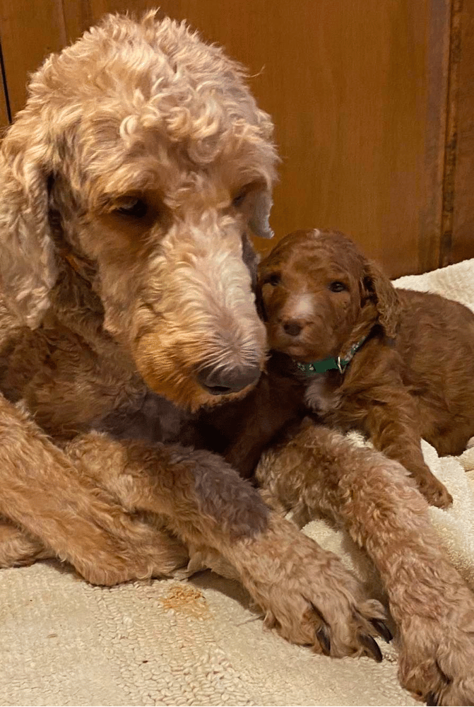 Bluebell Goldendoodles