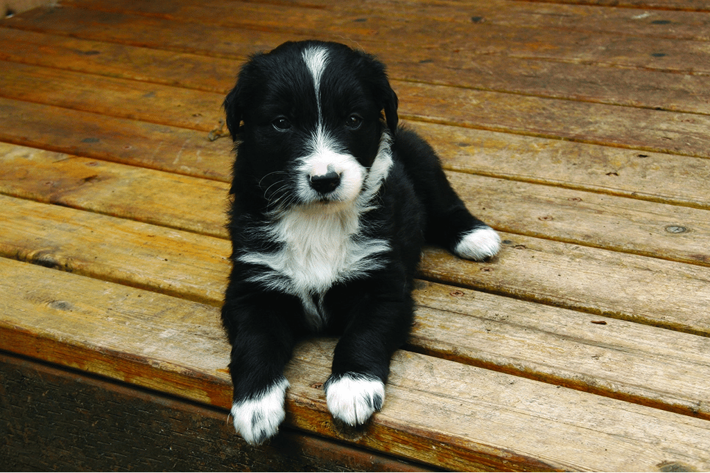 Border Collie Golden Retriever Mix Price