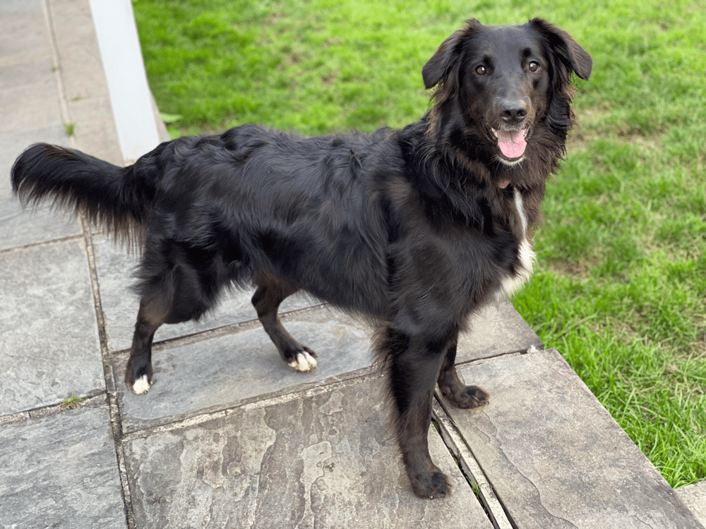 Border Collie Golden Retriever mix