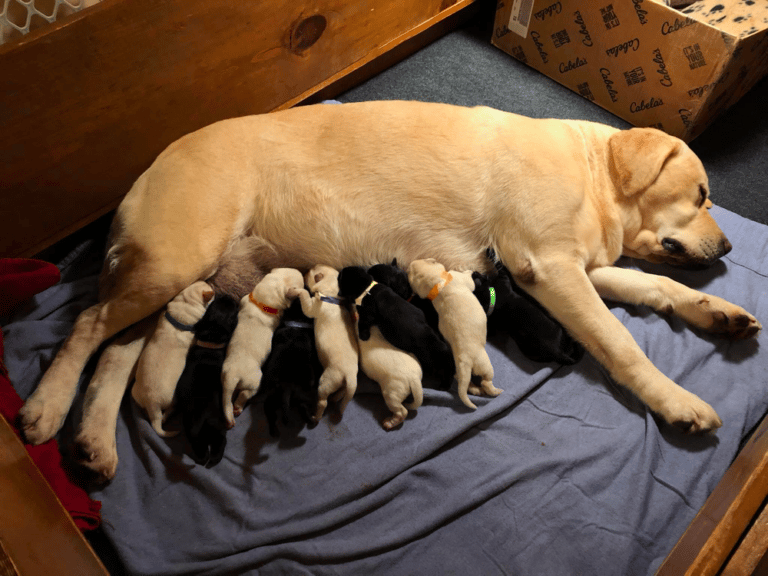 Top 10 Best Labrador Retriever Breeders in Virginia (VA)