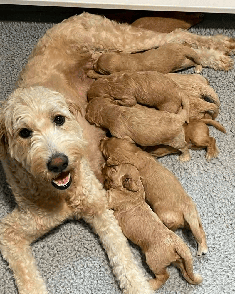 Goldendoodle Puppies For sale in Illinois