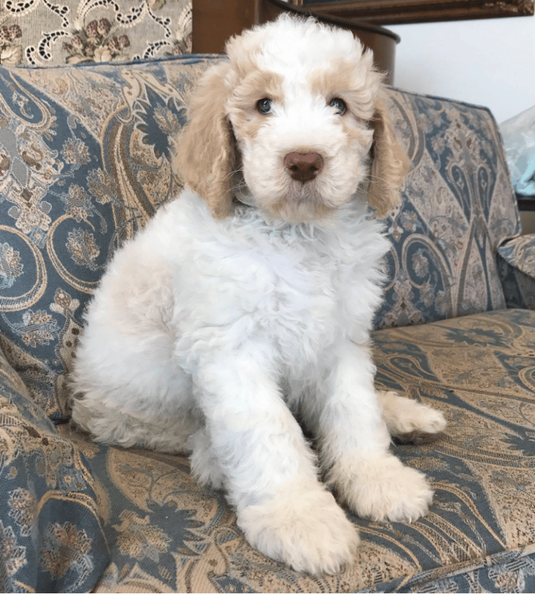 Top 11 Best Goldendoodle Breeders in California (CA)
