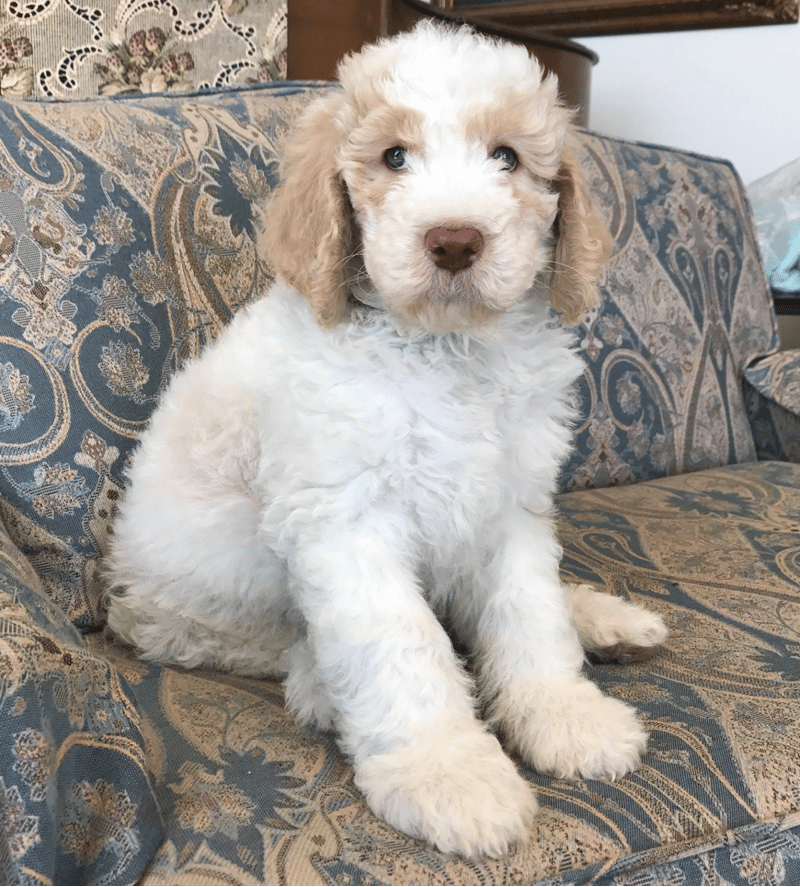 Coastland Goldendoodles