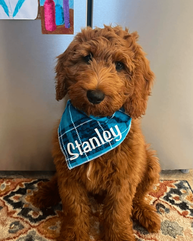 Top 10 Best Goldendoodle Breeders in Wisconsin (WI)