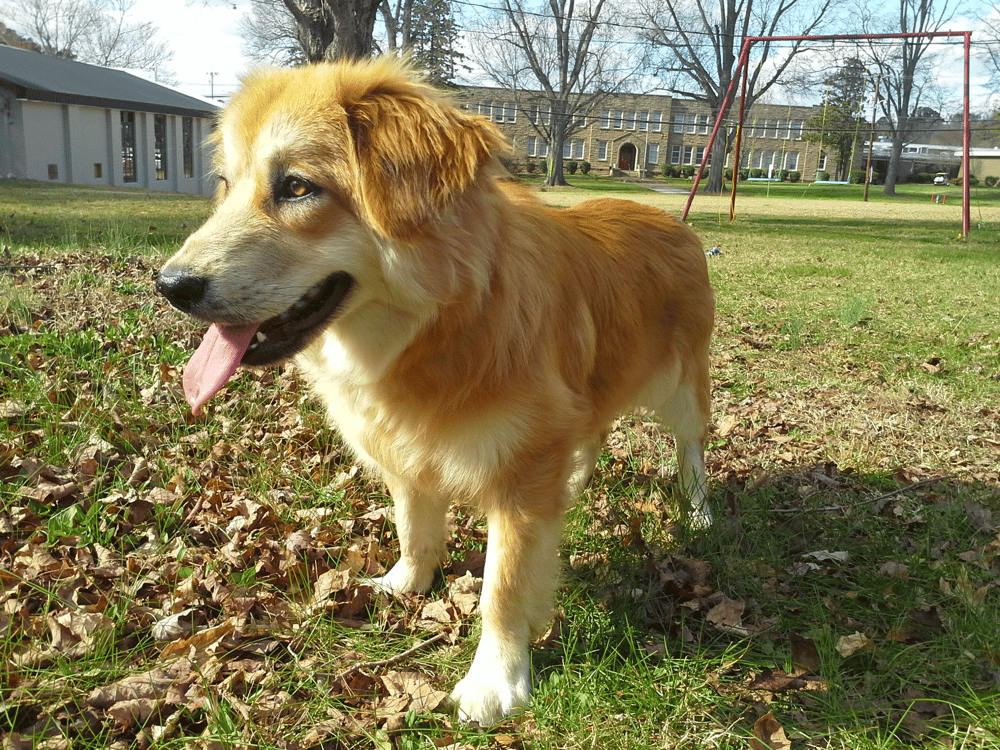 Corgi Retriever Health Issues