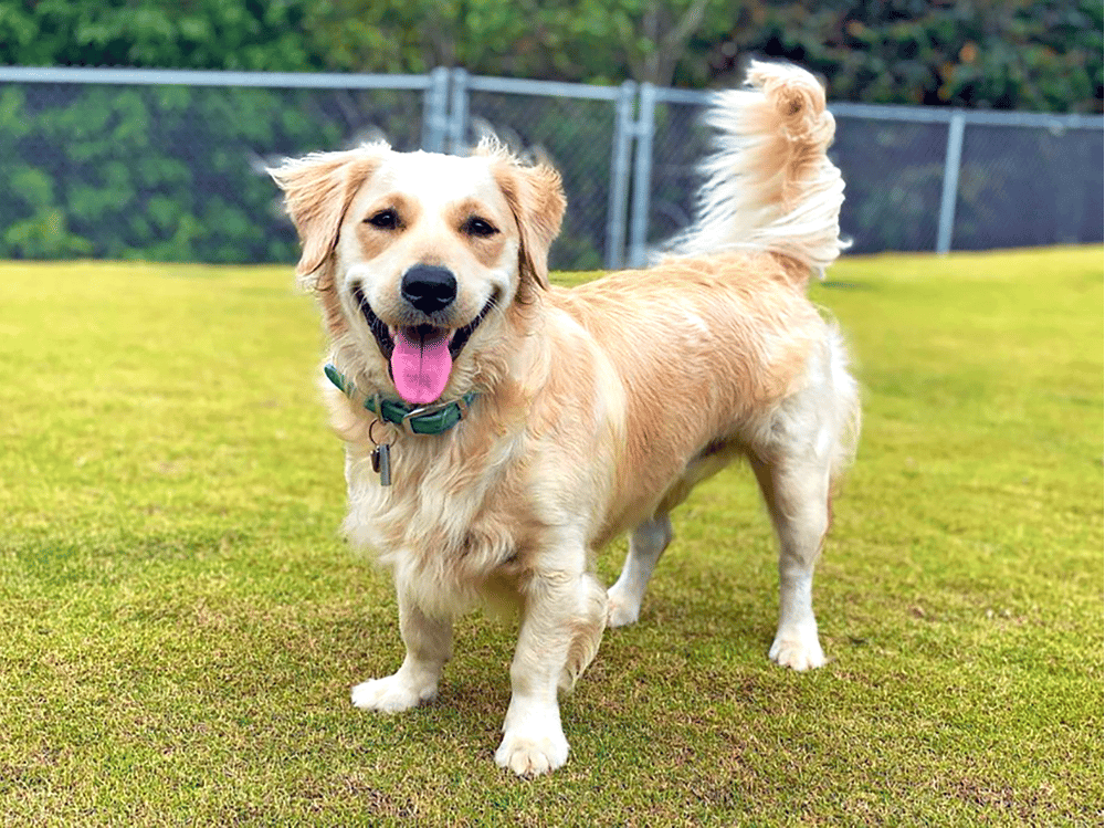 Corgi Retriever Temperament