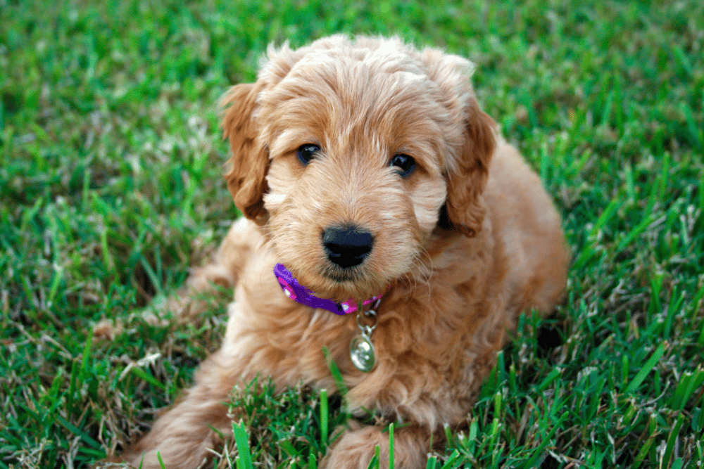miniature Goldendoodle puppies for sale in Florida