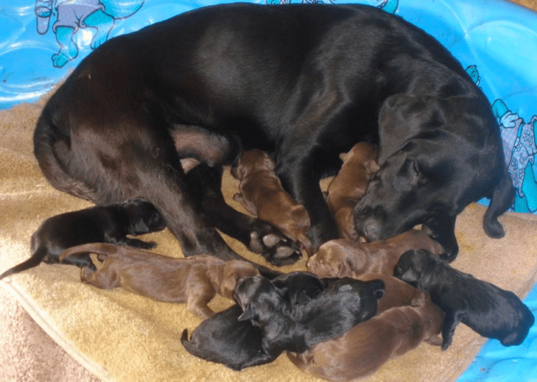 Top 10 Best Labrador Retriever Breeders in North Carolina (NC)