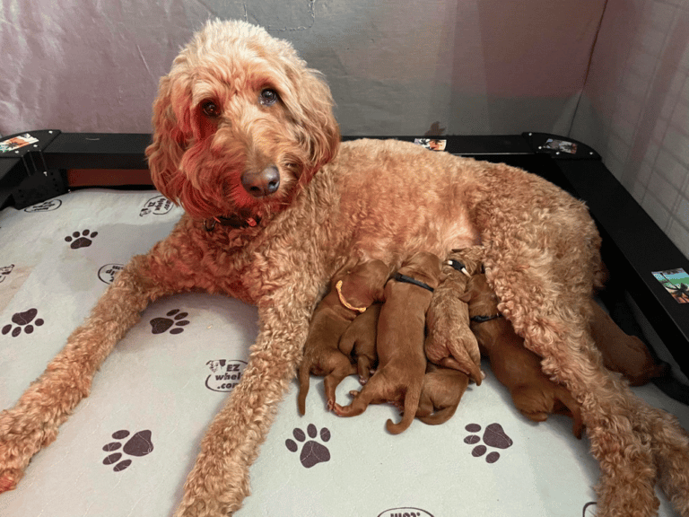 Goldendoodle Breeders In Pennsylvania