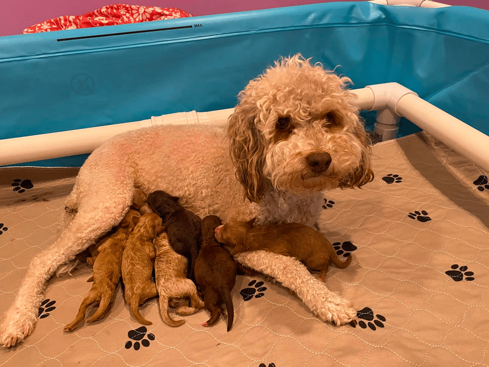 Goldendoodle Puppies in Illinois