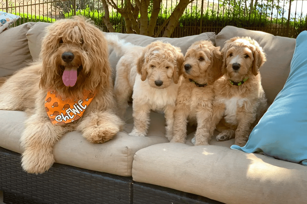 F2b Goldendoodle California