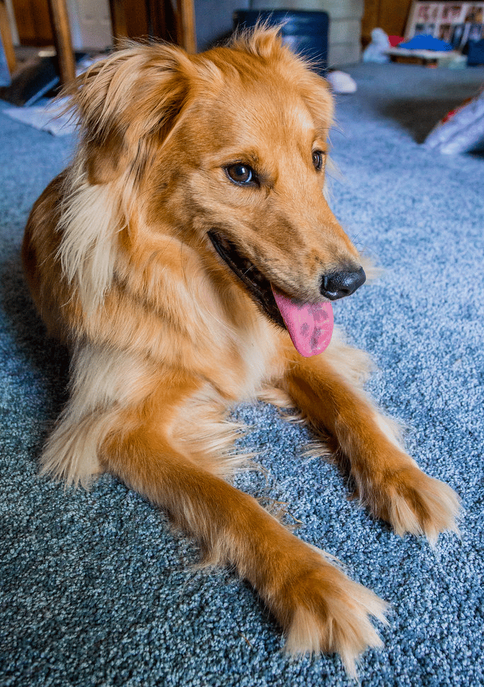 Collie Golden Retriever Mix