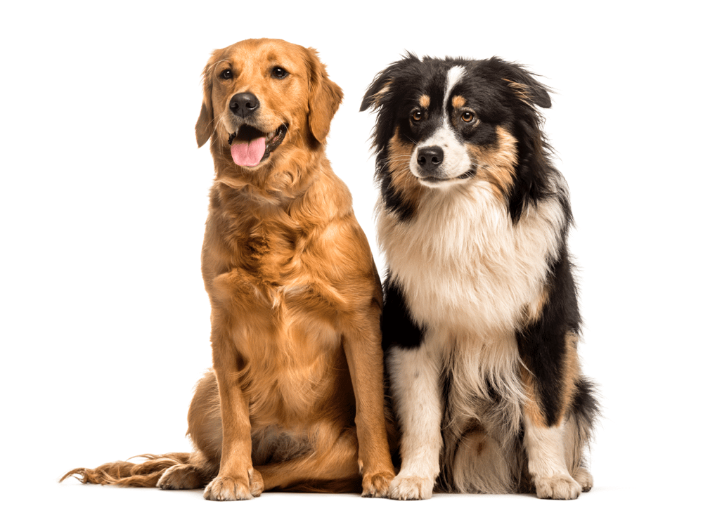 australian shepherd and golden retriever