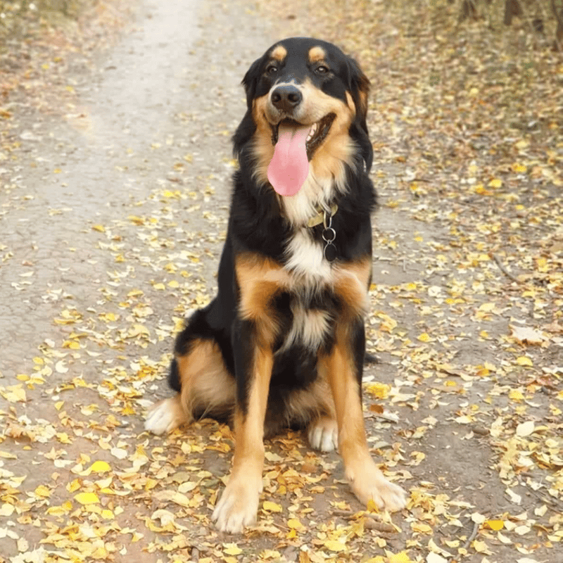 golden bernese mountain dog mix