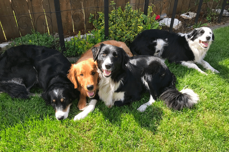 Golden Retriever Border Collie Mix: A Loving, Energetic Companion