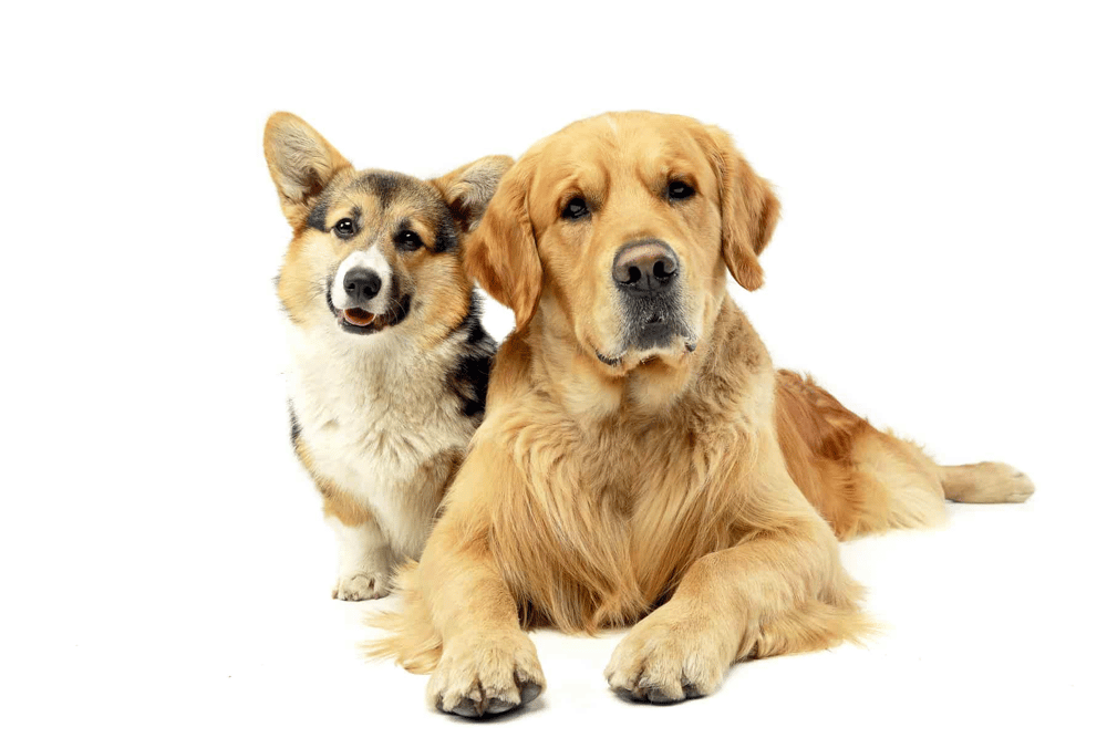 Golden Retriever Corgi mix