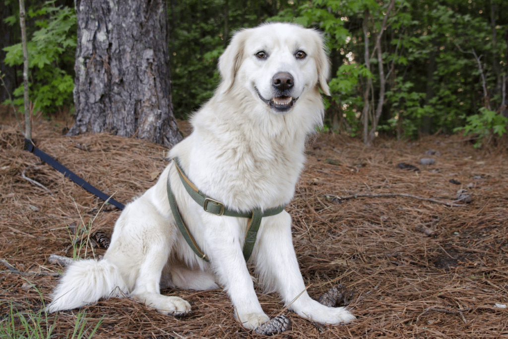 Golden Retriever Great Pyrenees Mix