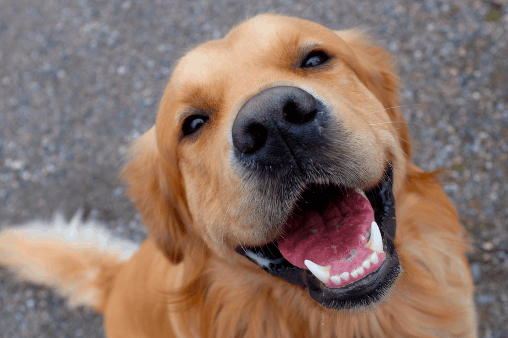 Golden Retriever Teeth Growth & Development