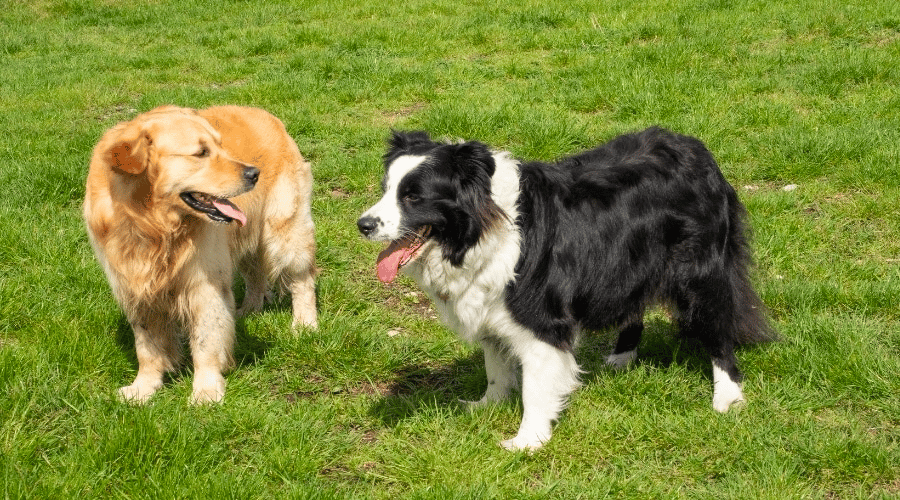 Golden Retriever and Border Collie Compare