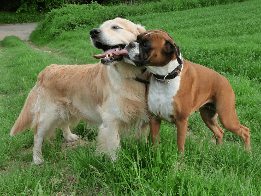 Golden Retriever Vs Boxer Activity Level