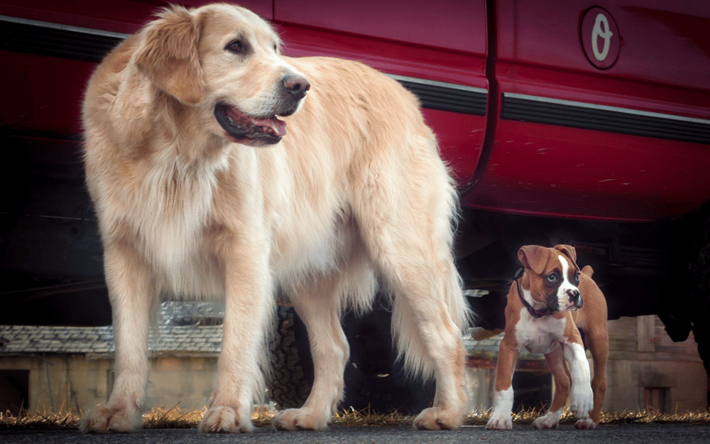 Golden Retriever Vs. Boxer Appearance