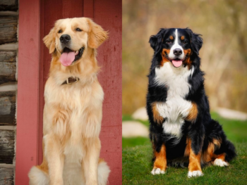 Golden Retriever and Bernese Mountain Dog Compare
