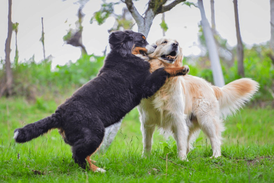 Golden Retriever vs. Bernese Mountain Dog: Exercise Need