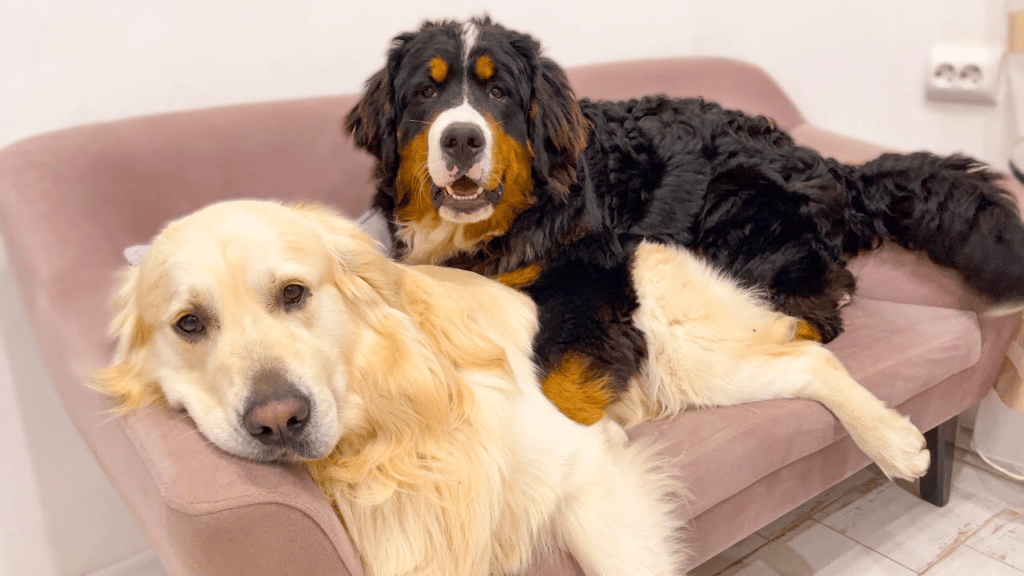 Golden Retriever vs. Bernese Mountain Dog: Temperament