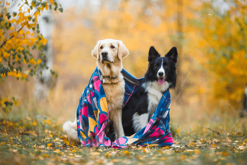 Golden Retriever and Border Collie Comparison