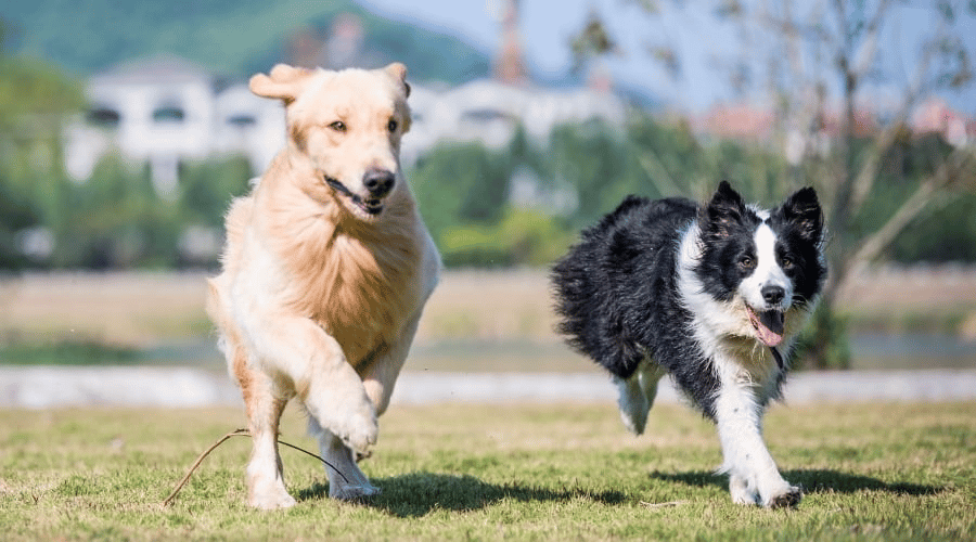 Golden Retriever and Border Collie Exercise