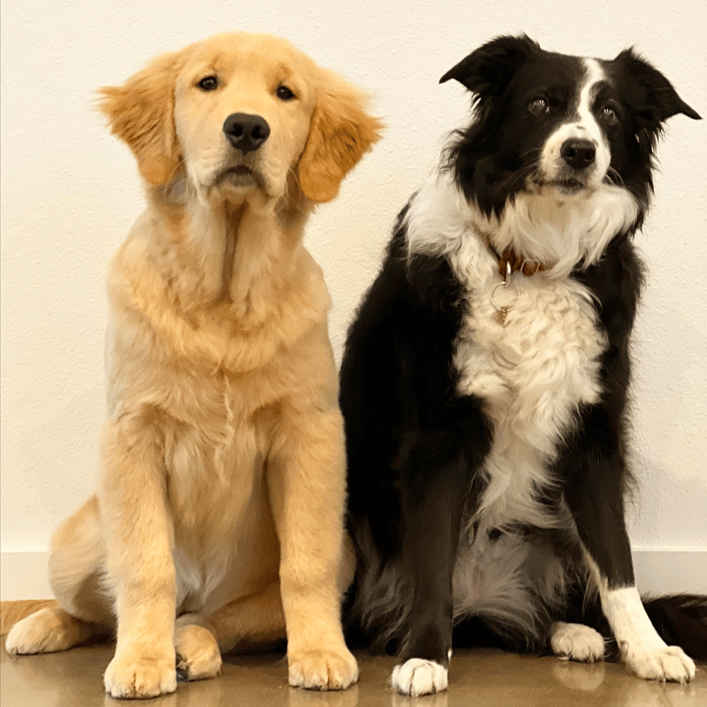 Golden Retriever and Border Collie Grooming