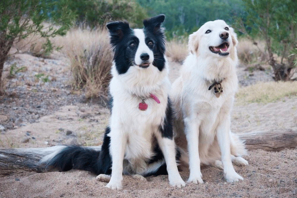 Golden Retriever and Border Collie