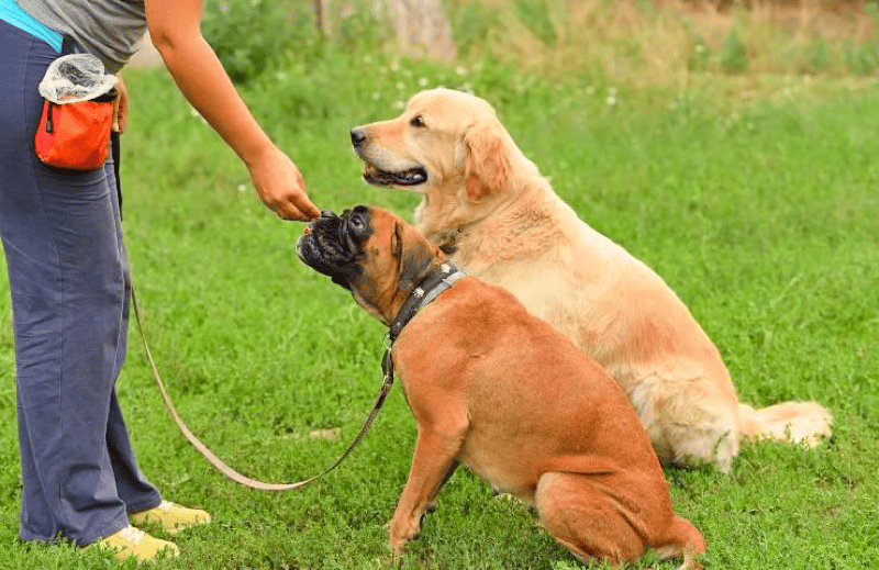 Golden Retriever and Boxer Training