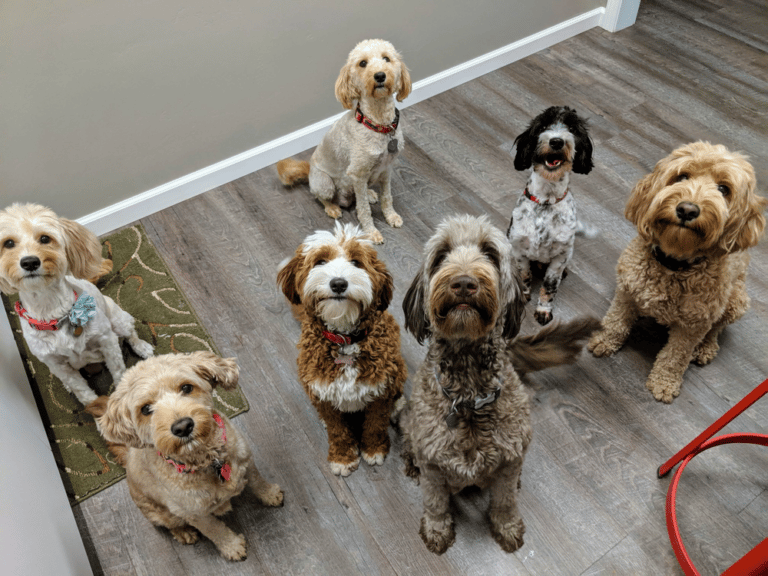 Top 10 Best Goldendoodle Breeders in Wisconsin (WI)