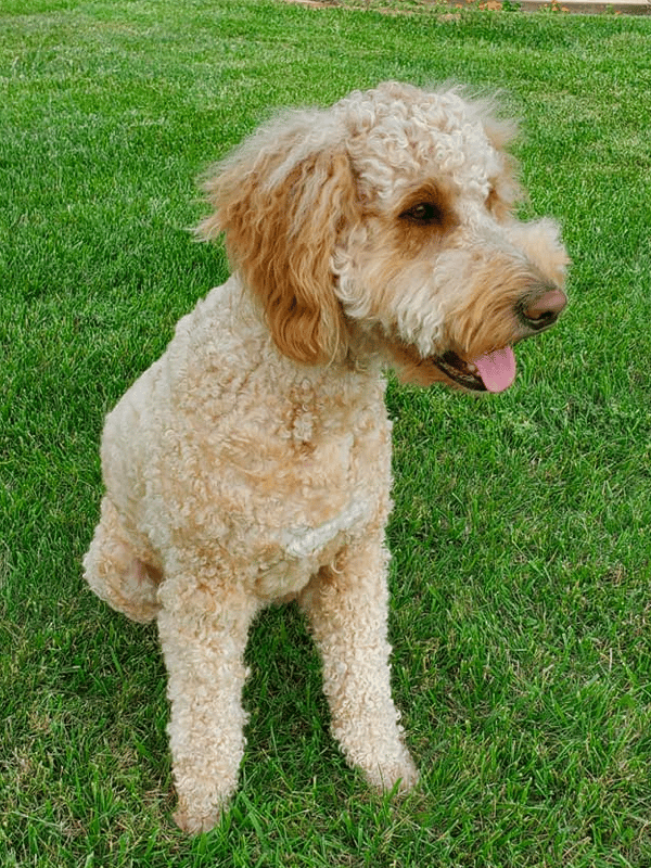 Goldendoodle