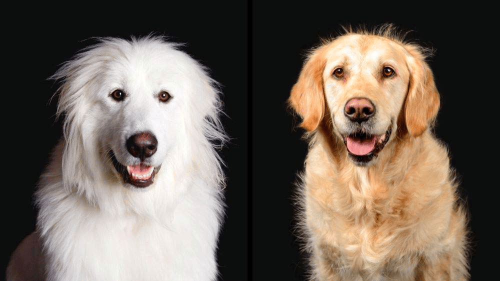 Great Pyrenees and Golden Retriever