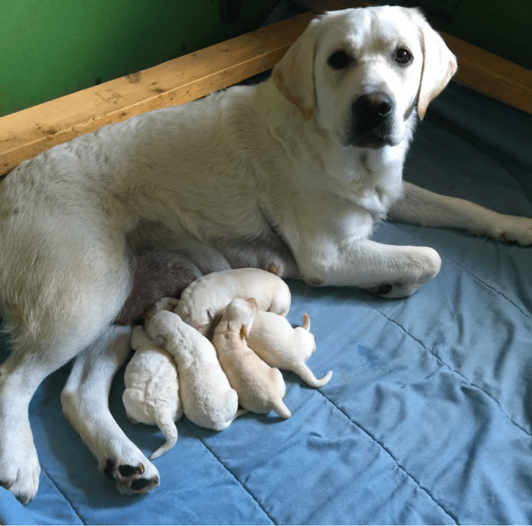 Top 10 Best Labrador Retriever Breeders in New York (NY)