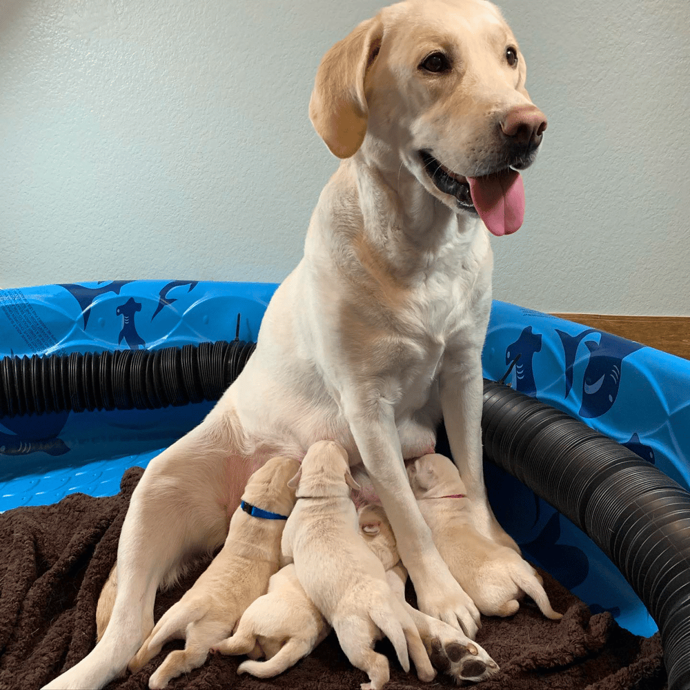 High Desert Labradors