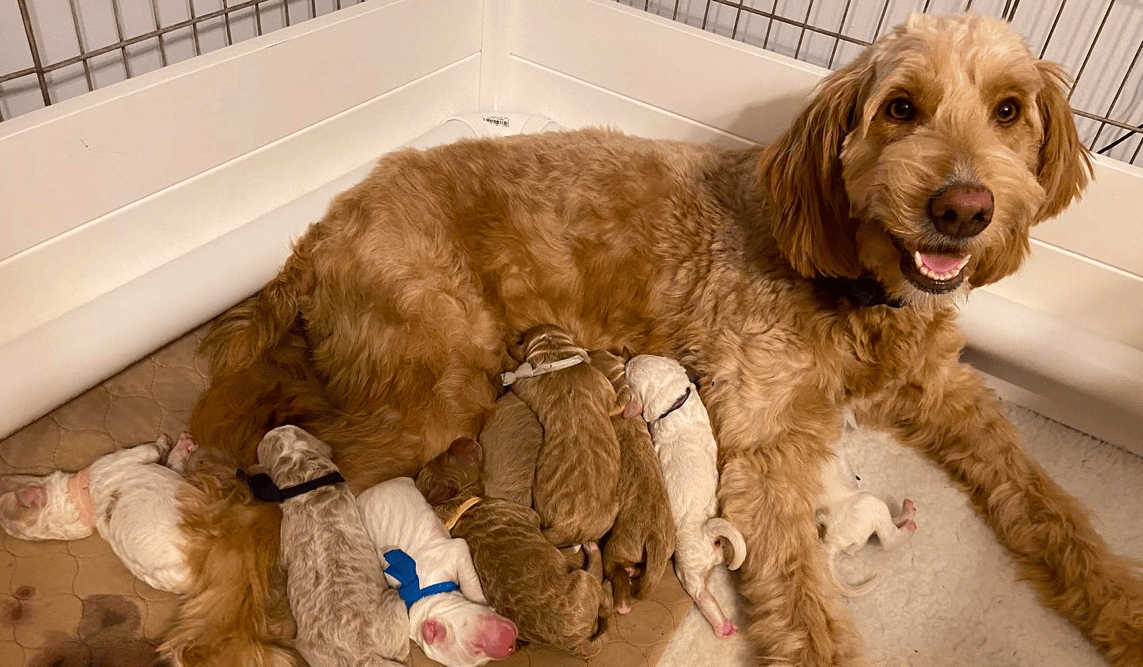 F1 Goldendoodle puppies from Homespun Doodles in Lancaster County Amish Country